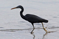 Pacific Reef Egret